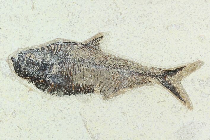 5.3" Fossil Fish (Diplomystus) - Green River Formation